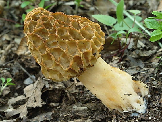 smrčok jedlý Morchella esculenta (L.) Pers.