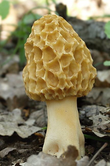 smrčok jedlý Morchella esculenta (L.) Pers.