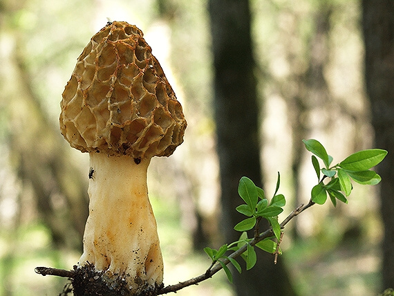 smrčok jedlý Morchella esculenta (L.) Pers.