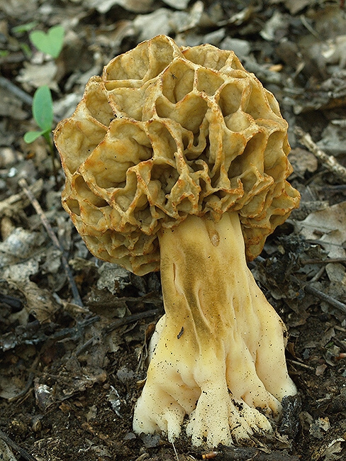 smrčok jedlý Morchella esculenta (L.) Pers.