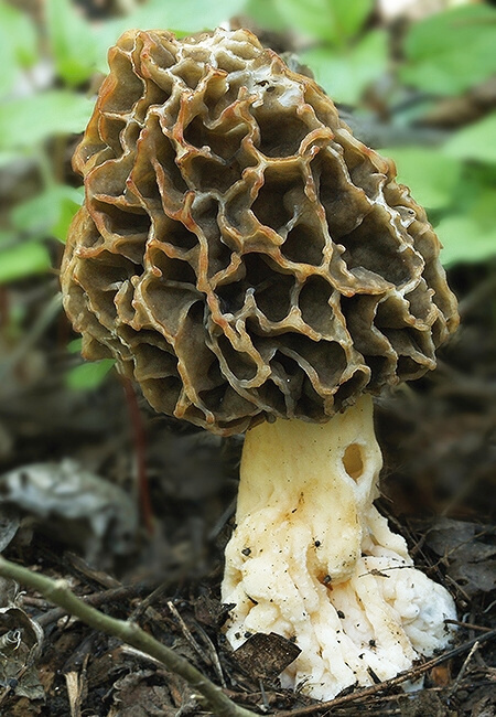 smrčok jedlý Morchella esculenta (L.) Pers.