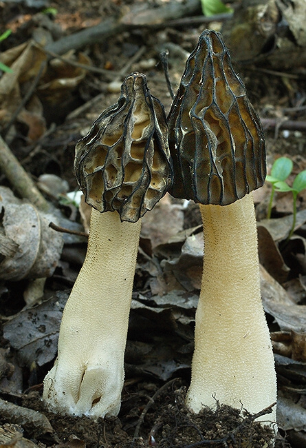 smrčok hybridný Morchella semilibera DC.