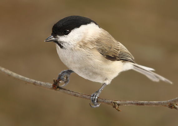 sýkorka čiernohlavá Parus montanus