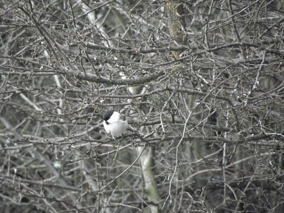 sýkorka lesklohava Parus palustris