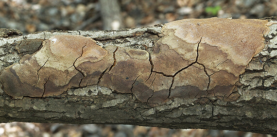 ohňovec osikový Phellinus tremulae (Bondartsev) Bondartsev & P.N. Borisov