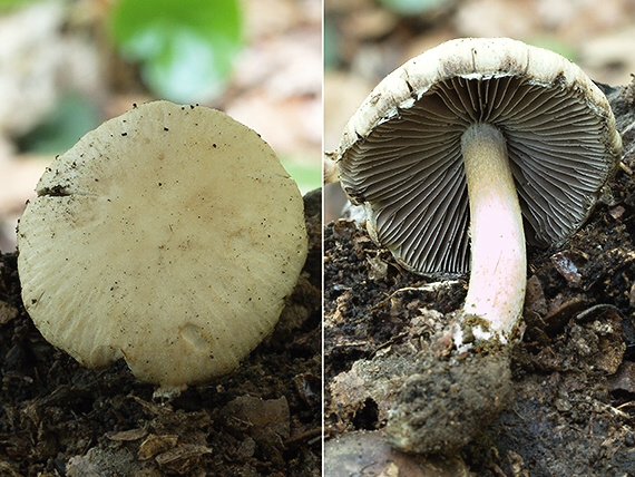 drobuľka Candolleova Psathyrella candolleana (Fr.) Maire