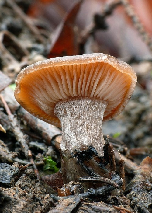 strmulica čiaškovitá Pseudoclitocybe cyathiformis (Bull.) Singer