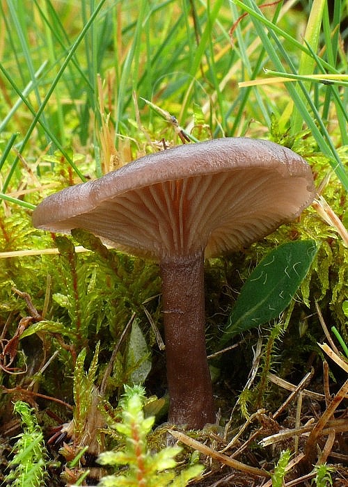 strmulica čiaškovitá Pseudoclitocybe cyathiformis (Bull.) Singer