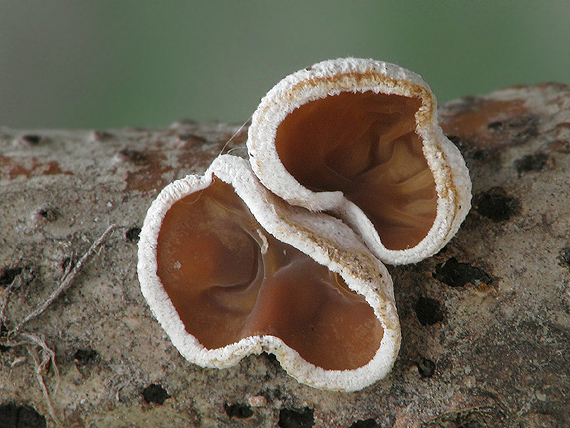 škľabka plstnatá Schizophyllum amplum (Lév.) Nakasone