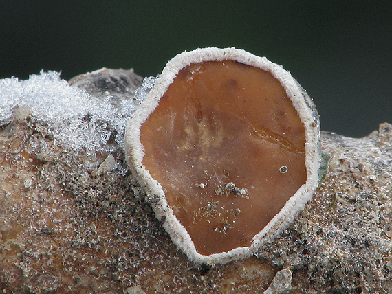 škľabka plstnatá Schizophyllum amplum (Lév.) Nakasone