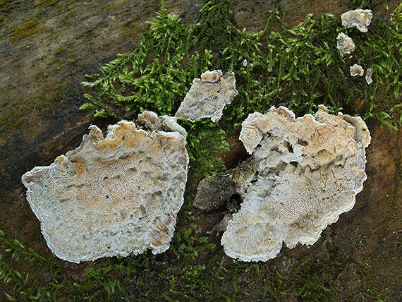 kostrovka beztvárna Skeletocutis amorpha (Fr.) Kotl. & Pouzar