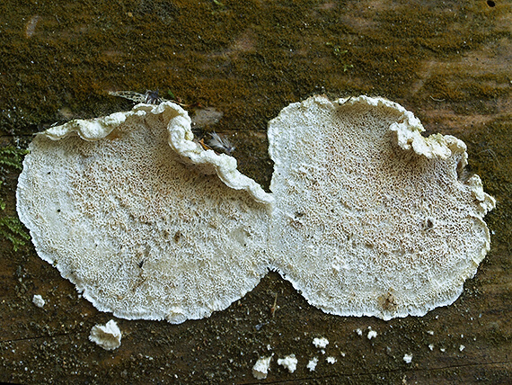 kostrovka beztvárna Skeletocutis amorpha (Fr.) Kotl. & Pouzar