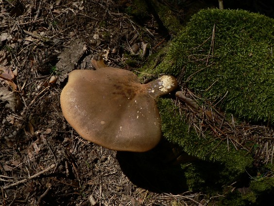 čechračka tmavohlúbiková Tapinella atrotomentosa  (Batsch) Šutara