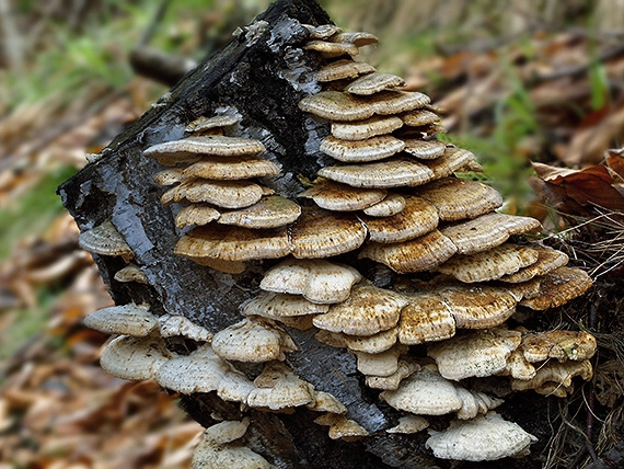 trúdnikovec pásikavý Trametes ochracea (Pers.) Gilb. & Ryvarden