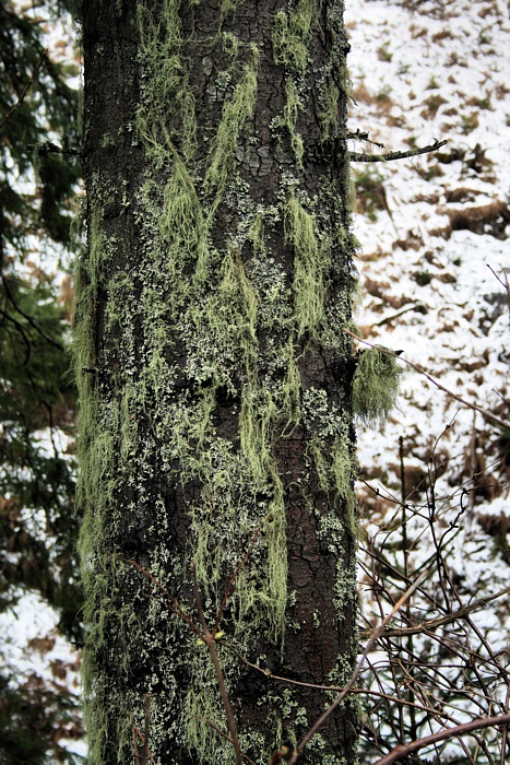 bradatec drsný Usnea filipendula