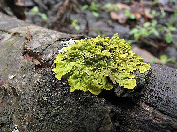 diskovník múrový Xanthoria parietina var. parietina