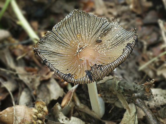 hnojník lúčový Coprinellus radians (Desm.) Vilgalys, Hopple & Jacq. Johnson