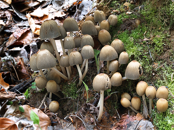 hnojník lesný Coprinus silvaticus Peck