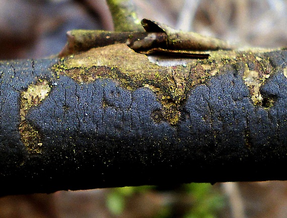 diatrypka bodkovaná Diatrype stigma (Hoffm.) Fr.