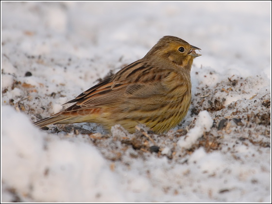 strnádka žlta Emberiza citrinella