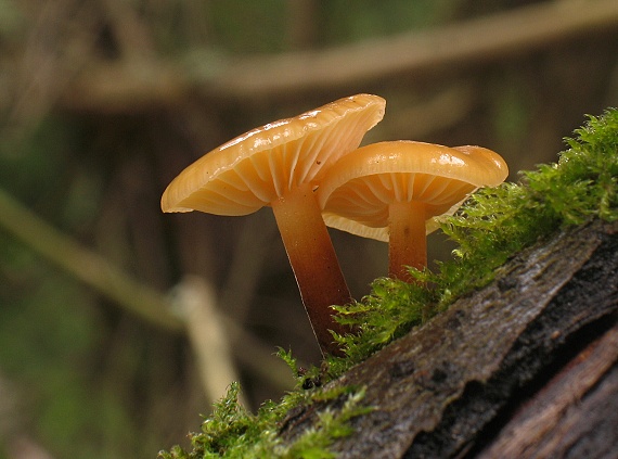 plamienka zimná Flammulina velutipes (Curtis) Singer