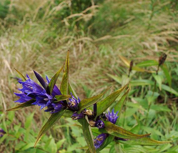 horec luskáčovitý Gentiana asclepiadea L.