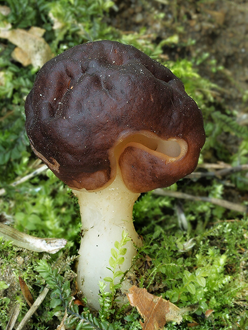 ušiak obyčajný Gyromitra esculenta (Pers.) Fr.