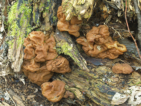 ušiak obrovský Gyromitra gigas (Krombh.) Cooke