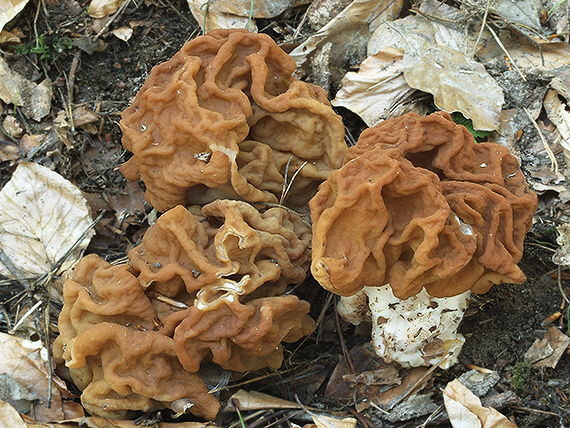 ušiak obrovský Gyromitra gigas (Krombh.) Cooke