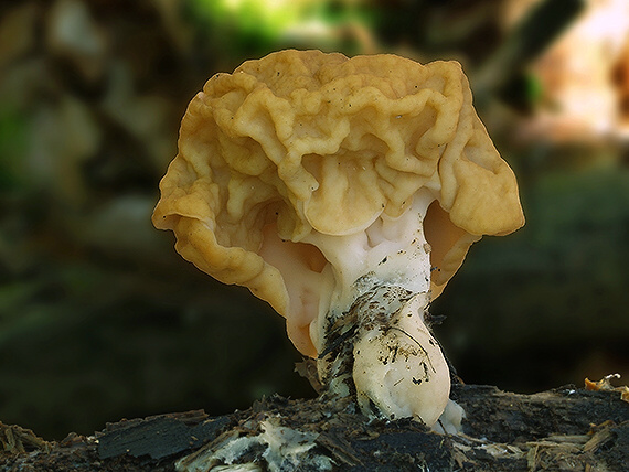 ušiak obrovský Gyromitra gigas (Krombh.) Cooke