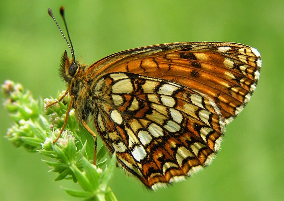 hnedáčik čermeľovy Melitaea diamina