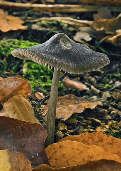 prilbička ryhovaná Mycena polygramma (Bull.) Gray