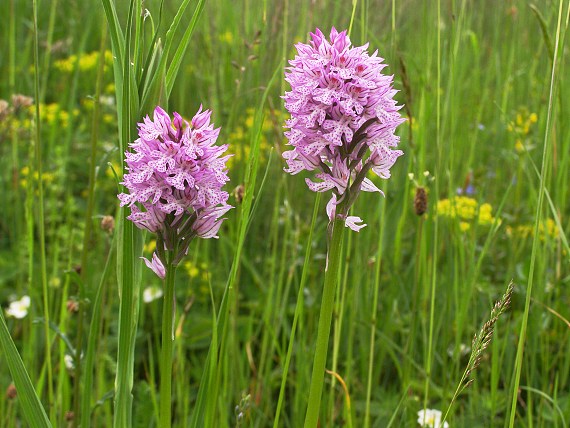 neotinea trojzubá Neotinea tridentata (Scop.) R. M. Bateman, Pridceon et M. W. Chase