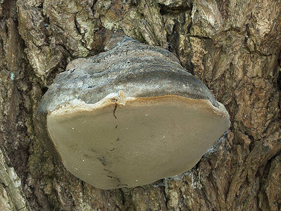 ohňovec obyčajný Phellinus igniarius (L.) Quél.