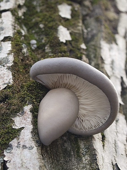 hliva ustricovitá Pleurotus ostreatus (Jacq.) P. Kumm.