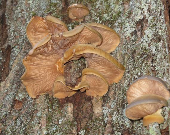 pňovka neskorá Sarcomyxa serotina (Pers.) P. Karst.