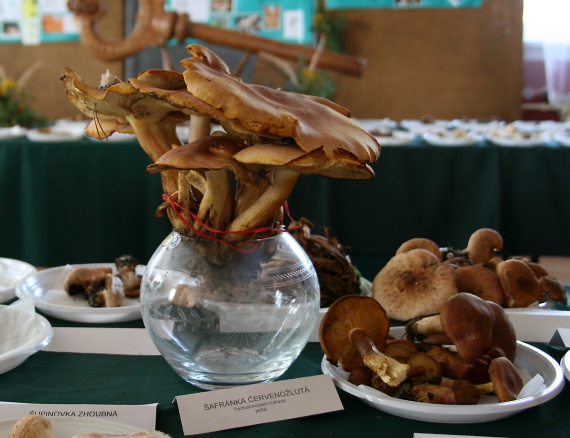 čírovec červenožltý Tricholomopsis rutilans (Schaeff.) Singer