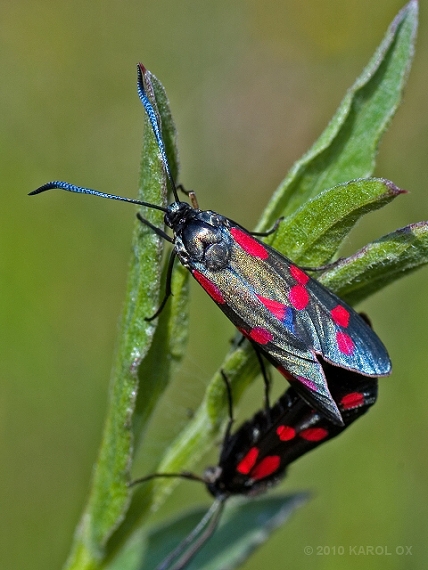 vretienka obyčajná Zygaena filipendulae