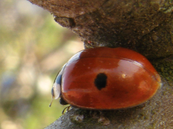 lienka dvojbodková Adalia bipunctata