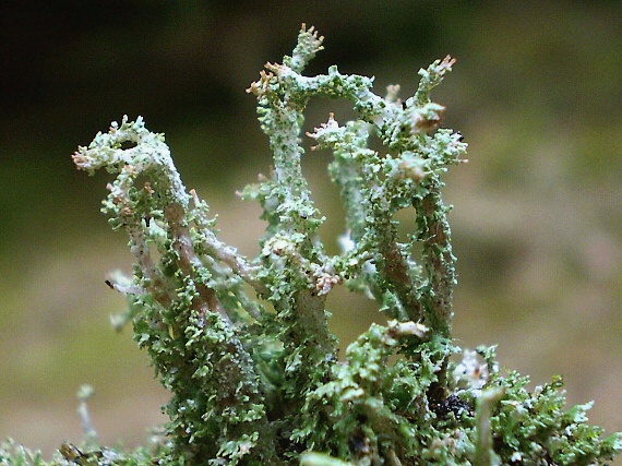 dutohlávka vidlicovitá Cladonia furcata subsp. furcata (Huds.) Schrad.