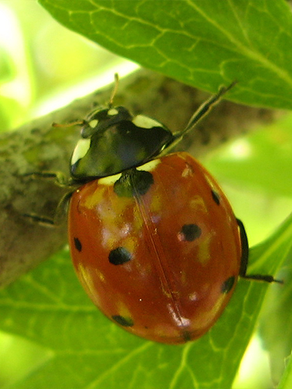 lienka sedembodková Cocinella septempunctata