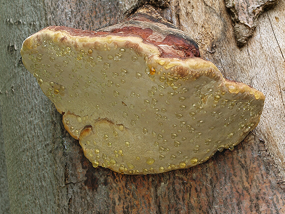 práchnovček pásikavý Fomitopsis pinicola (Sw.) P. Karst.