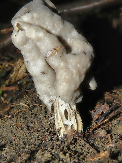 chriapač jamkatý Helvella lacunosa Afzel.