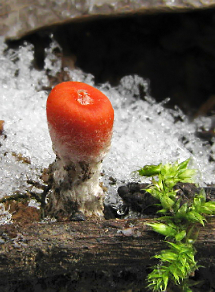 ohnivček zimný Microstoma protractum (Fr.) Kanouse