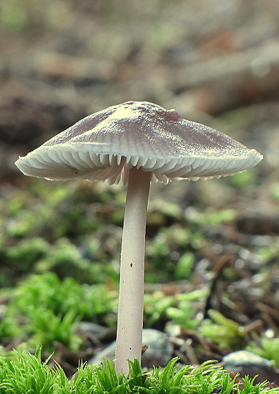 prilbička reďkovková Mycena pura (Pers.) P. Kumm.