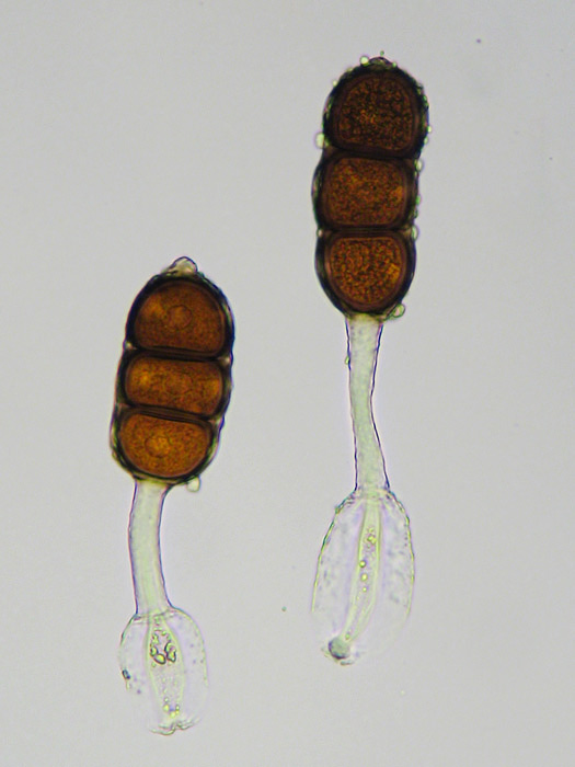 priehradkovec (černicový) Phragmidium violaceum (Schultz) G. Winter