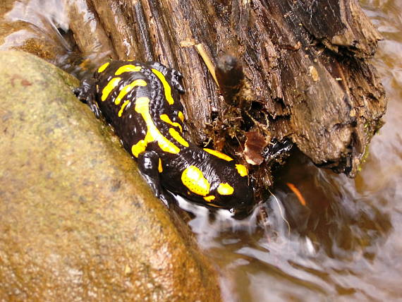 salamandra škvrnitá Salamandra salamandra