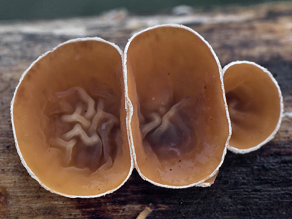 škľabka plstnatá Schizophyllum amplum (Lév.) Nakasone