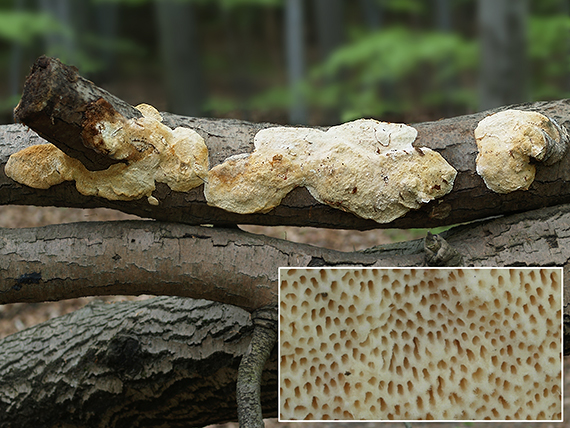 trúdnikovec Trametes sp.