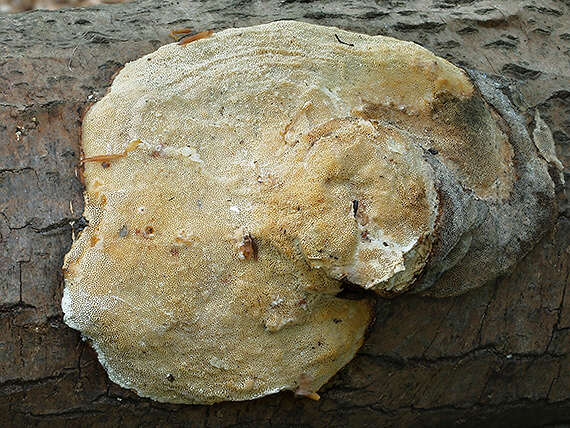 trúdnikovec Trametes sp.